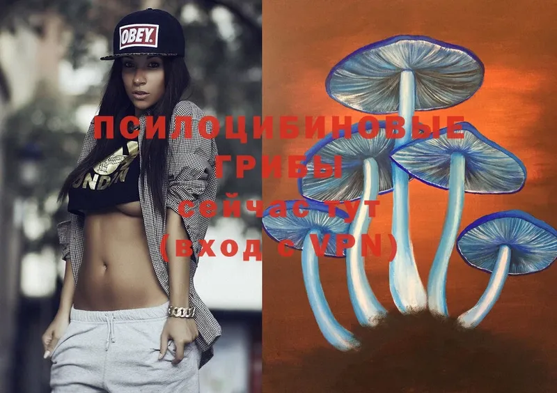 сайты даркнета телеграм  Кудрово  Галлюциногенные грибы Magic Shrooms 